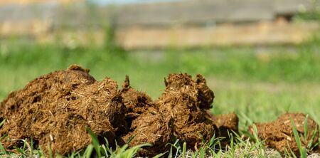 Close-up pile of fresh horse manure on backyard of an organic farm