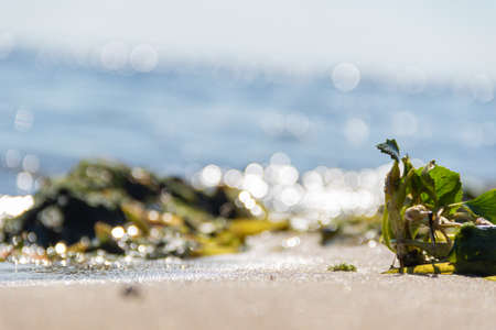 Brown and green algae on the seashore close-up.の写真素材