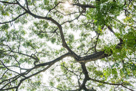 Tree Branchの写真素材