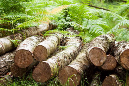 Pile of logs laying in the undergrowth on the forest floor