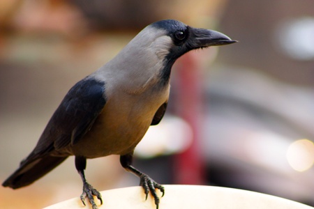 Crow の写真素材