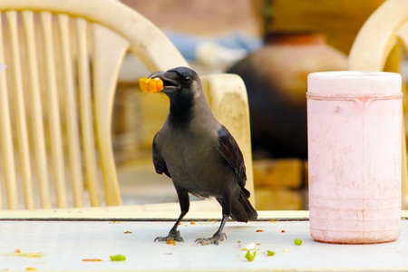 Hungry Crowの写真素材