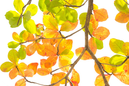 Colorful leaves isolated on white backgroundの写真素材