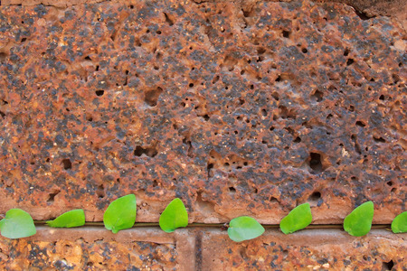Old stone wall, braided green bindweed.の写真素材