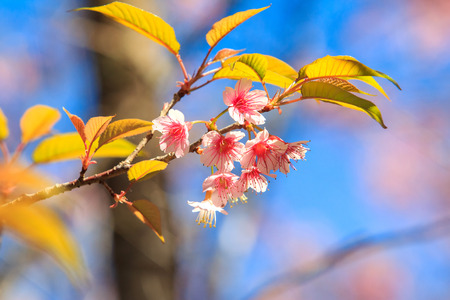 Spring Sakura Cherry Blossomの写真素材