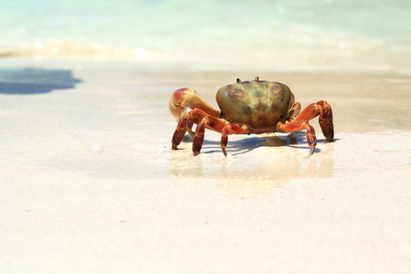 The  Crab on the Beachの写真素材