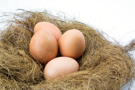 Eggs in a nest isolated on a white backgroundの写真素材