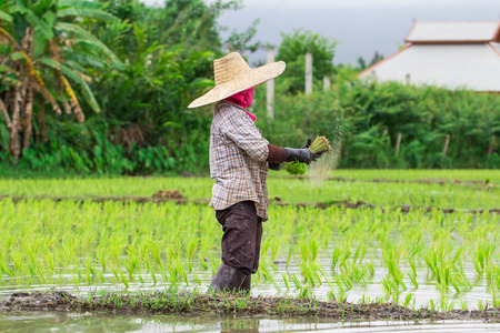 Thai farmer growing riceのeditorial素材