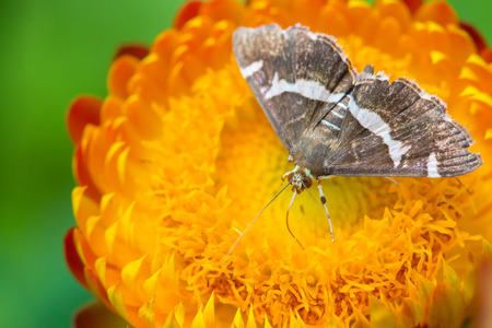 Butterfly feeding on yellow flowerの写真素材