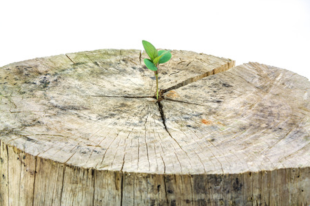 Seedling growing in a timber isolated on white background,Focus on seeding