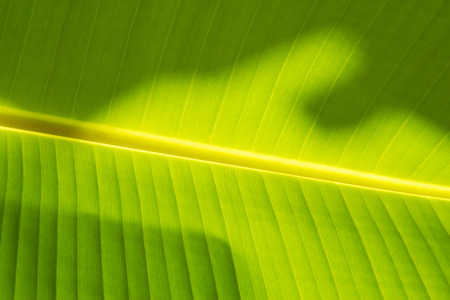 Abstract of banana leaf background,Soft focusの写真素材