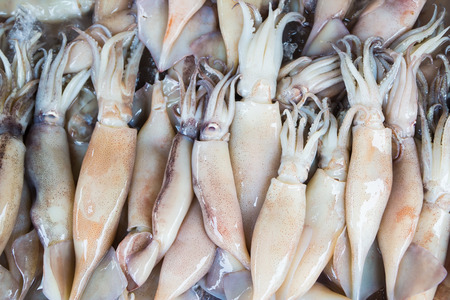 Fresh Squid pile up on ice.Top viewの写真素材