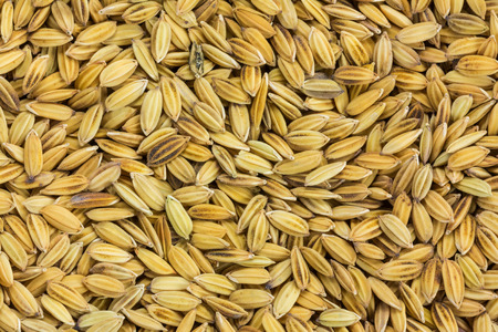 Close up paddy rice for backgroundの写真素材