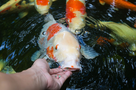 Feeding koi by handの写真素材
