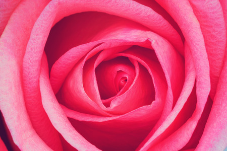 Close up Beautiful pink Roseの写真素材