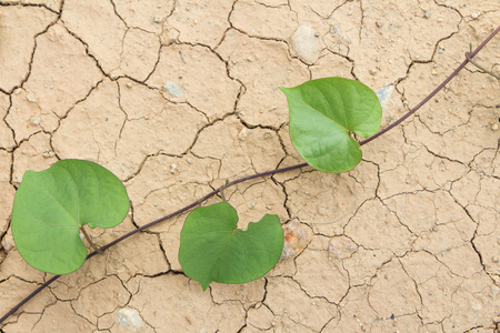 Dry cracked Land and green leavesの写真素材