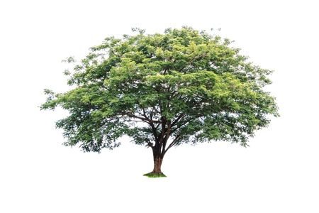 Tree isolated on white background