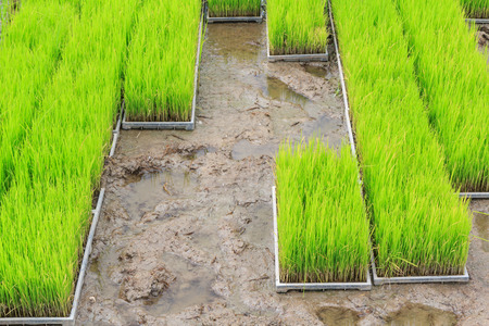 Young rice sprout in cultivated area, Thailandの写真素材