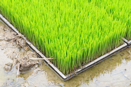 Young rice sprout in cultivated area, Thailandの写真素材