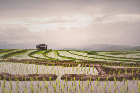 Beautiful rice terrace view, Chiang Mai, Northern Thailandの写真素材