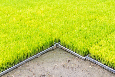 Young rice sprout in cultivated area, Thailandの写真素材