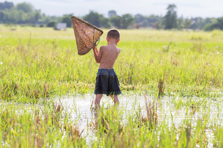 Little boy plays in the field whit bamboo trapの写真素材