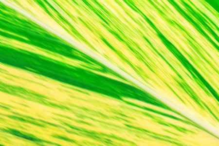 Abstract of blurred leaf backgroundの写真素材