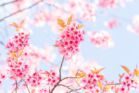Beautiful spring cherry blossoms in the northern of Thailandの写真素材