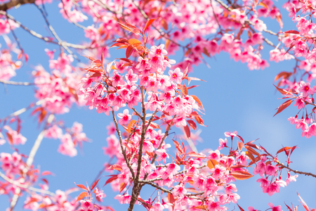 Beautiful spring cherry blossoms in the northern of Thailandの写真素材