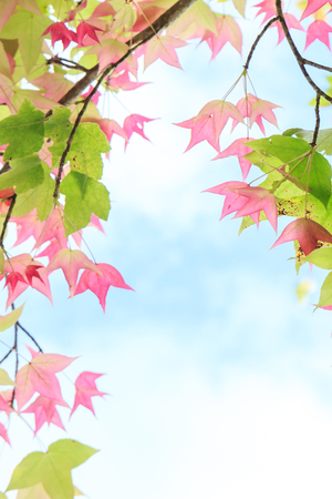 Maple leaves for backgroundの写真素材