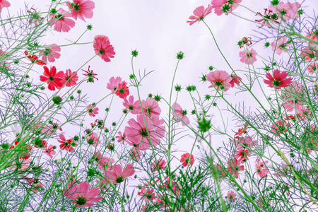 Cosmos flowersの写真素材