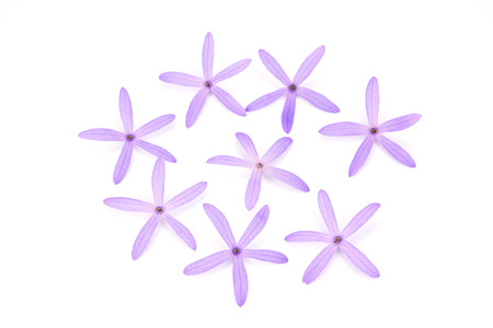 Petrea Flowers. (Queen's Wreath, Sandpaper Vine, Purple Wreath)  isolated on whiteの写真素材