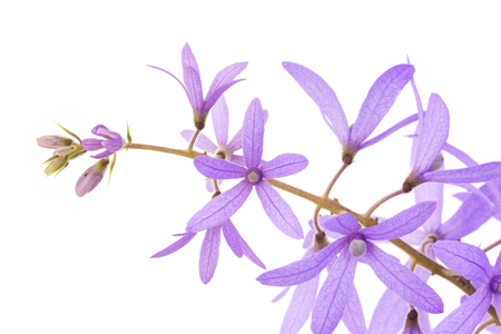 Petrea Flowers. (Queen's Wreath, Sandpaper Vine, Purple Wreath)  isolated on whiteの写真素材
