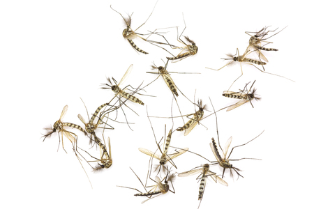 Close up Mosquitoes isolated on white backgroundの写真素材