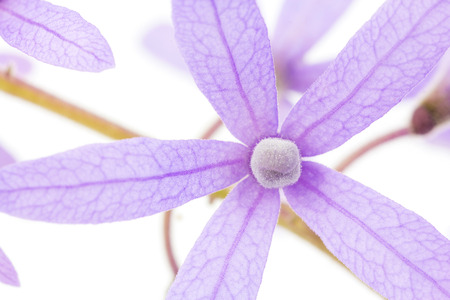 Petrea Flowers. (Queen's Wreath, Sandpaper Vine, Purple Wreath)  isolated on whiteの写真素材