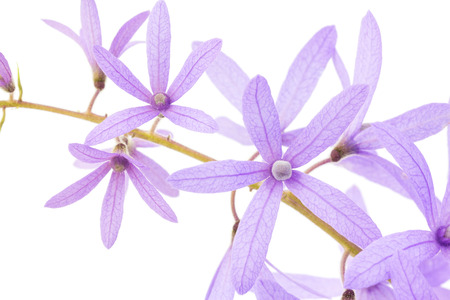 Petrea Flowers. (Queen's Wreath, Sandpaper Vine, Purple Wreath)  isolated on whiteの写真素材