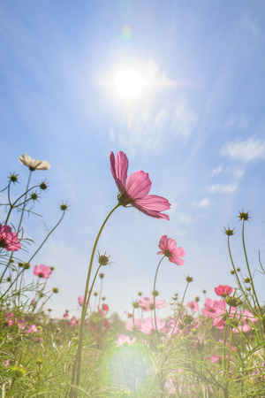 Beautiful Cosmos flowers in summer seasonの写真素材