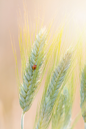Beautiful landscape of barley fileの写真素材