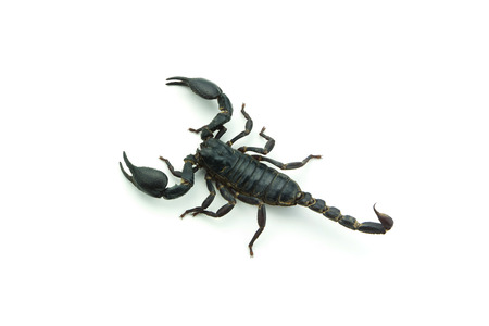 Closeup Scorpion isolated on white backgroundの写真素材