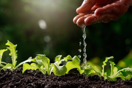 Close up Farmer Hand watering young baby Green oak, lettuce,