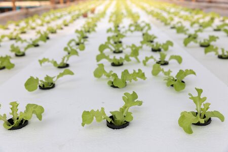 Hydroponics farm, Young lettuce with organic hydroponic vegetable garden at greenhouse.の写真素材