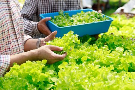 Hydroponics farm ,Worker Harvesting and collect environment data from lettuce organic hydroponic vegetable at greenhouse farm garden.の写真素材