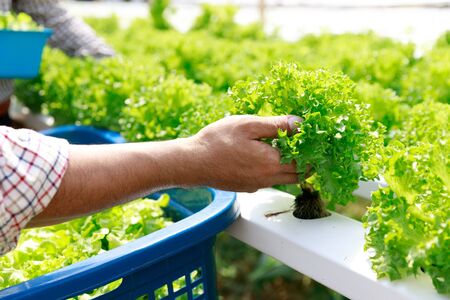 Hydroponics farm ,Worker testing and collect environment data from lettuce organic hydroponic vegetable at greenhouse farm garden.の写真素材