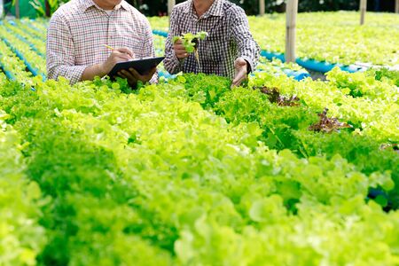 Hydroponics farm ,Worker testing and collect environment data from lettuce organic hydroponic vegetable at greenhouse farm garden.の写真素材