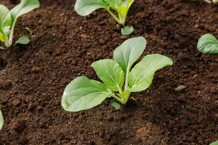 Close up Bok Choy organic vegetable at greenhouse farm garden.の写真素材