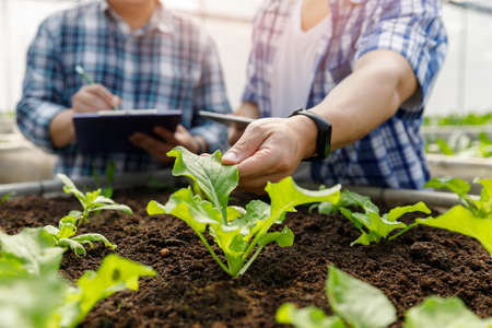 Organic farm ,Worker testing and collect environment data from bok choy organic vegetable at...