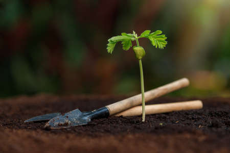 Close up Young plant (tamarind tree) growing in fertile soil.の写真素材