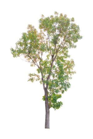 Closeup Big Mahogany Tree isolated on white backgroundの写真素材