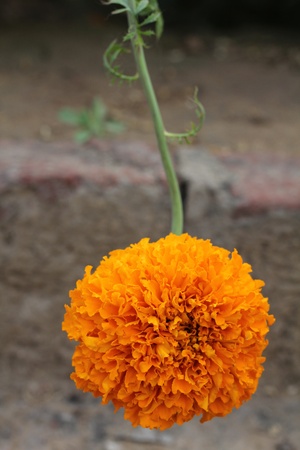 A Marigold Flower