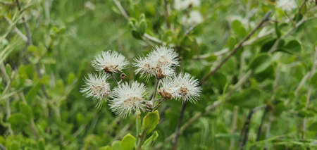 Dandelion on the grass.